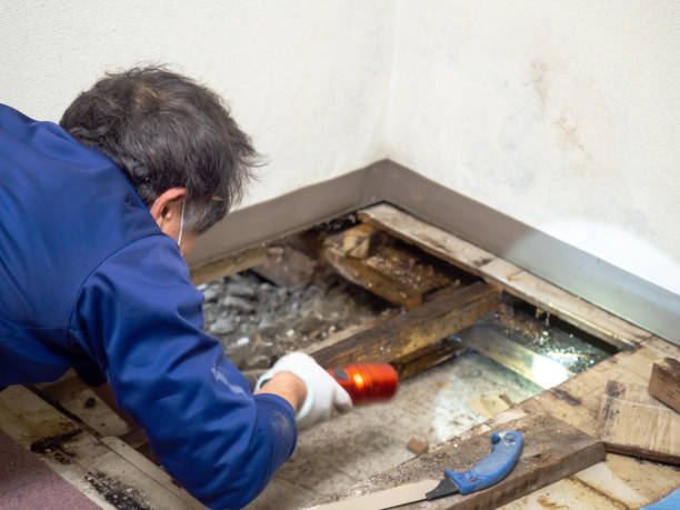 Best Crawl Space Mold Removal  in Pahoa, HI