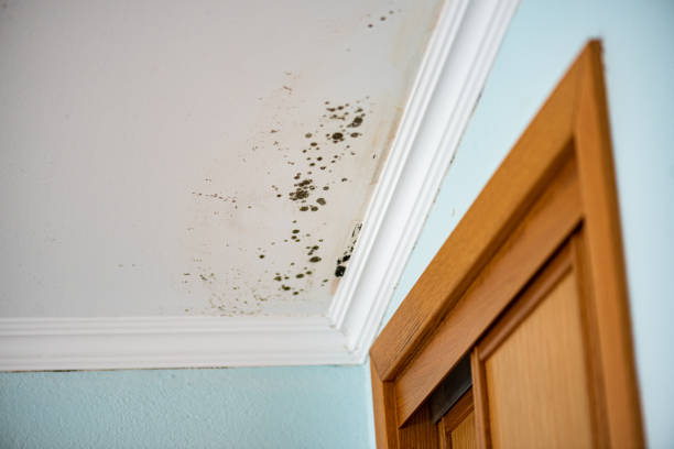 Best Certified Mold Removal  in Pahoa, HI