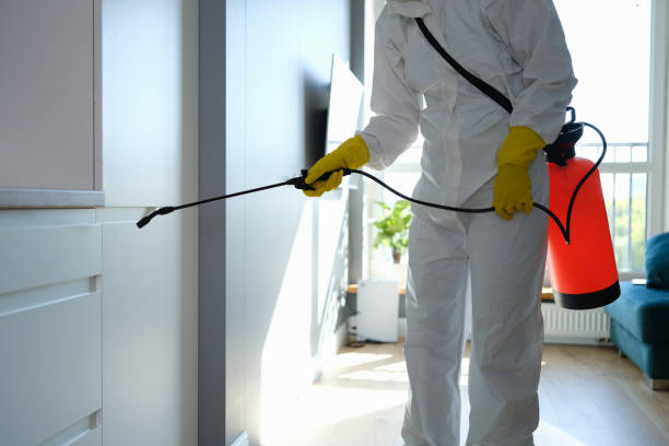 Best Home Mold Removal  in Pahoa, HI