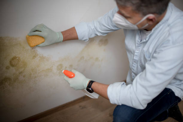 Best Crawl Space Mold Removal  in Pahoa, HI