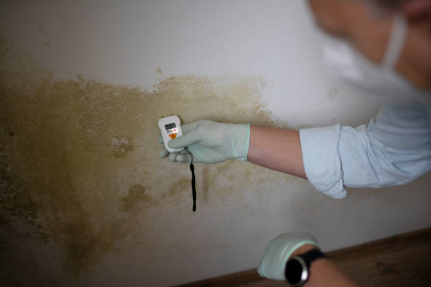 Best Attic Mold Removal  in Pahoa, HI