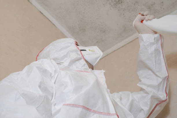 Best Emergency Mold Removal  in Pahoa, HI