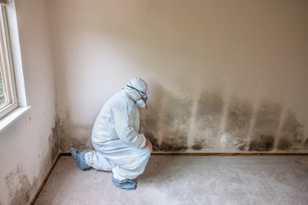 Best Black Mold Removal  in Pahoa, HI