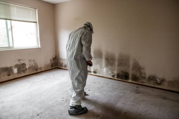 Mold Removal and Inspection in Pahoa, HI