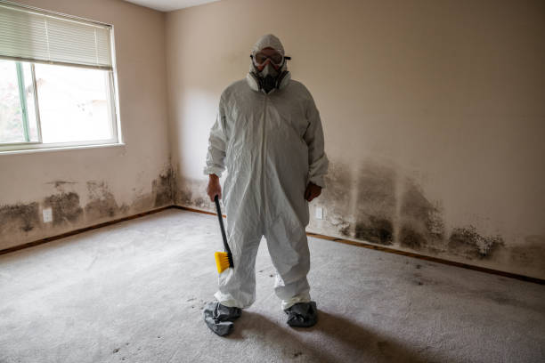 Best Home Mold Removal  in Pahoa, HI