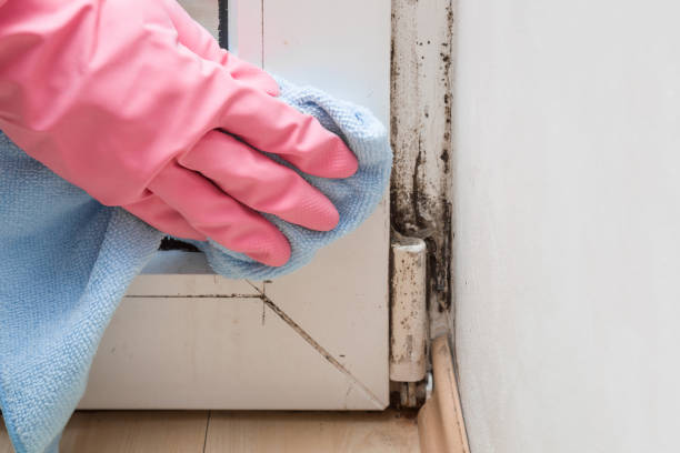 Best Commercial Mold Removal  in Pahoa, HI