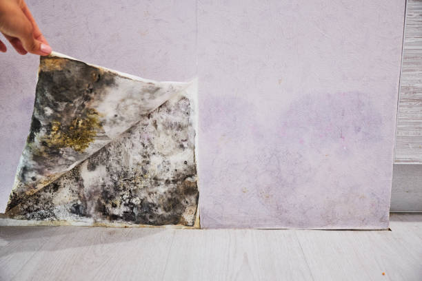 Best Black Mold Removal  in Pahoa, HI